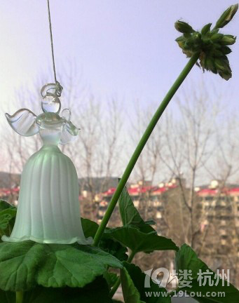 春雨惊春清谷天-花鸟鱼虫-居家生活-杭州19楼