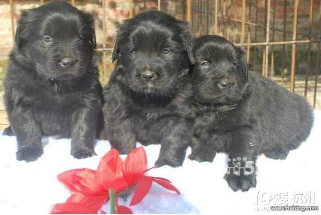 稀有黑色金毛-宠物新闻-家有宠物-杭州19楼