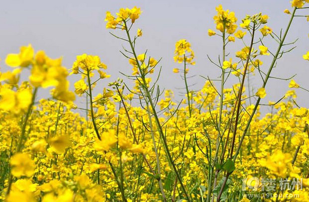 南京高淳油菜花节游记-攻略攻略-v游记先遣队-杭最终幻想12国际版攻略图片