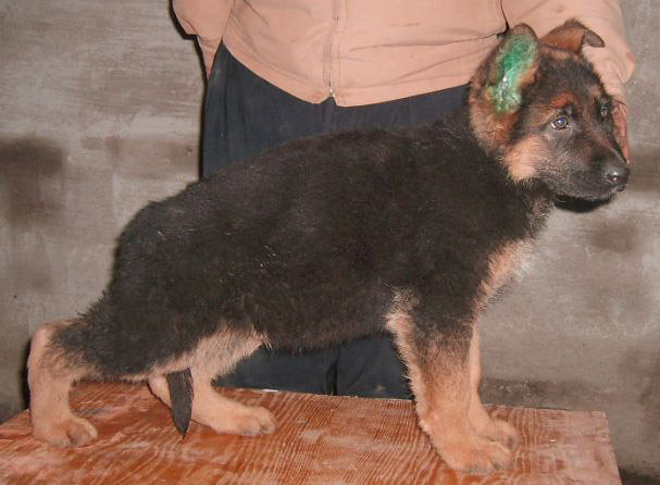 黑背 纯种 德牧幼崽出售 保证 纯种和健康-我要出售-宠物相关交易区-杭州19楼