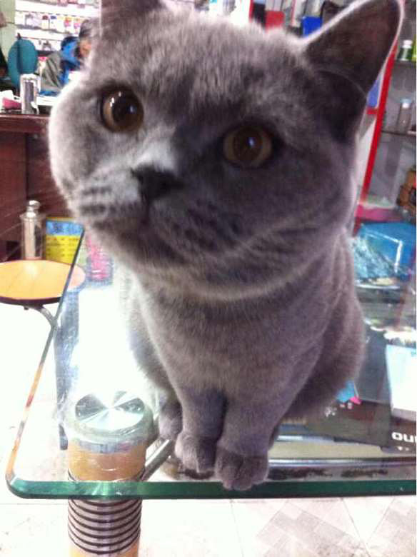 英短蓝猫找媳妇啦!品相好!脾气好!