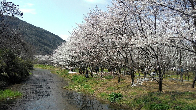 绍兴樱花节 show time-边走边拍-杭州19楼