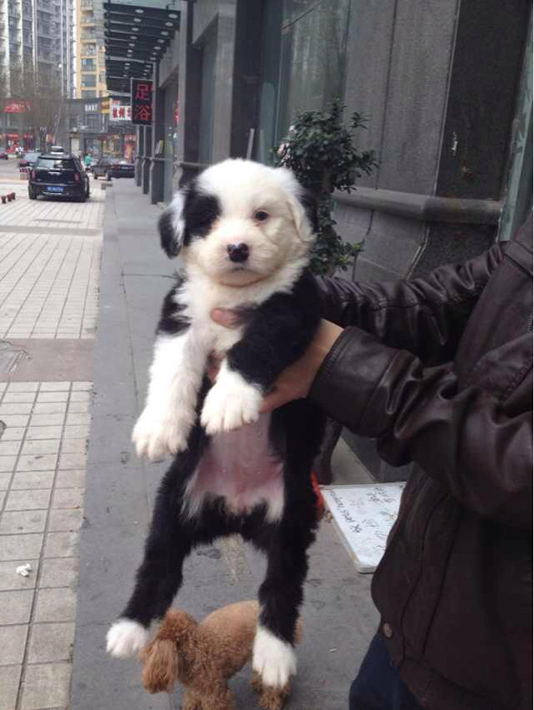 家养的小古牧犬太可爱了-新人大本营-杭州19楼