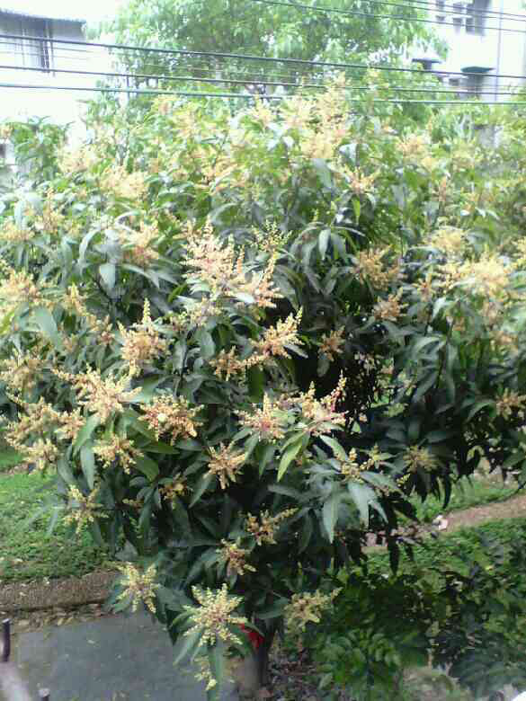楼下芒果树开花了(ω)-手机随手拍-杭州19楼