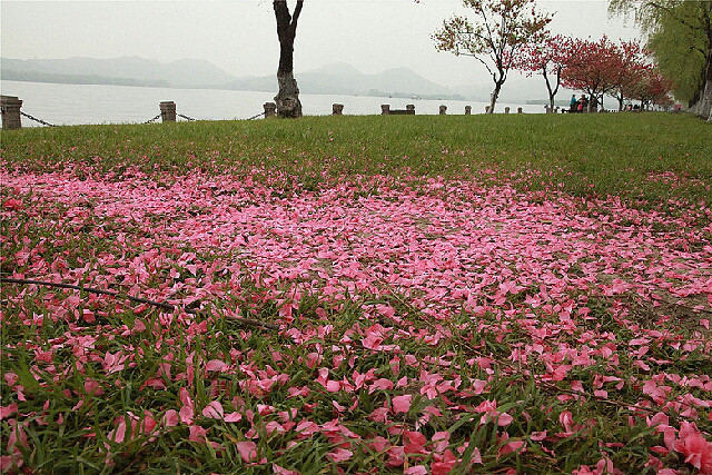 桃花满地