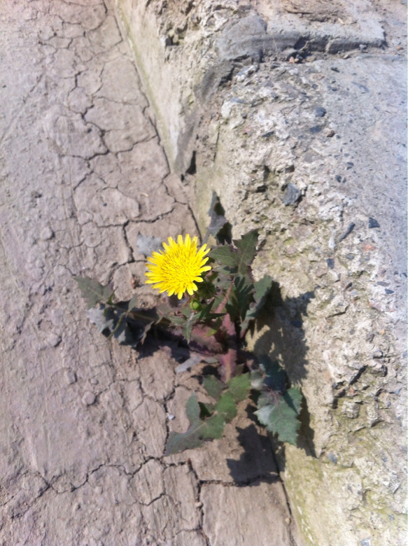 夹缝中求生存-手机随手拍-杭州19楼