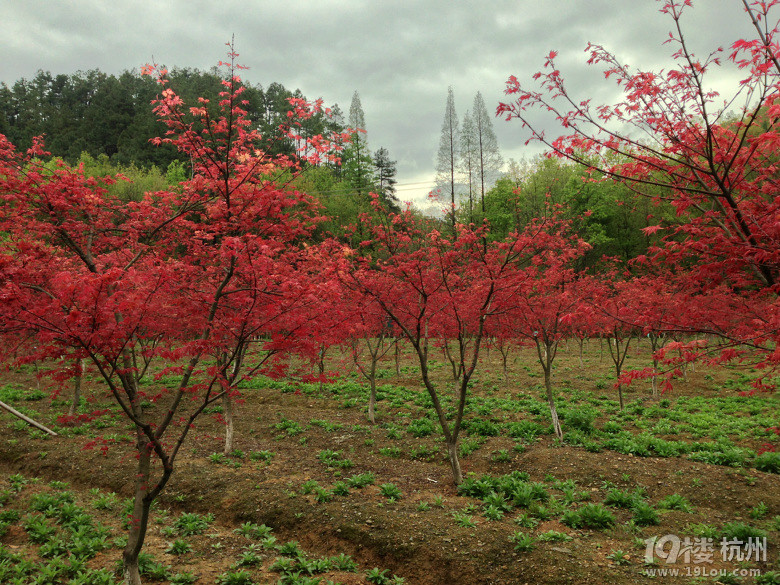 ȥăptԽ