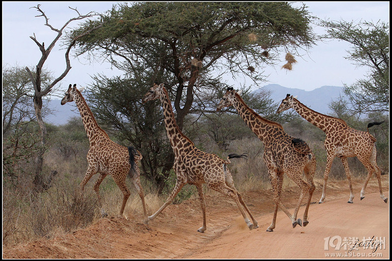 带着画笔去旅行:非洲肯尼亚自由行,野生动物之