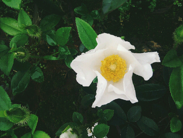 清明节.