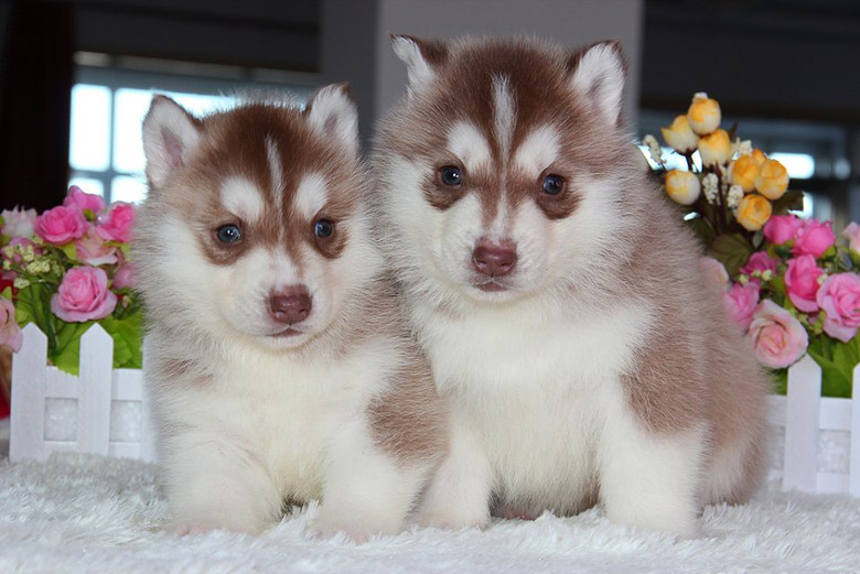 高雅绅士的哈士奇-我要出售-宠物相关交易区-杭