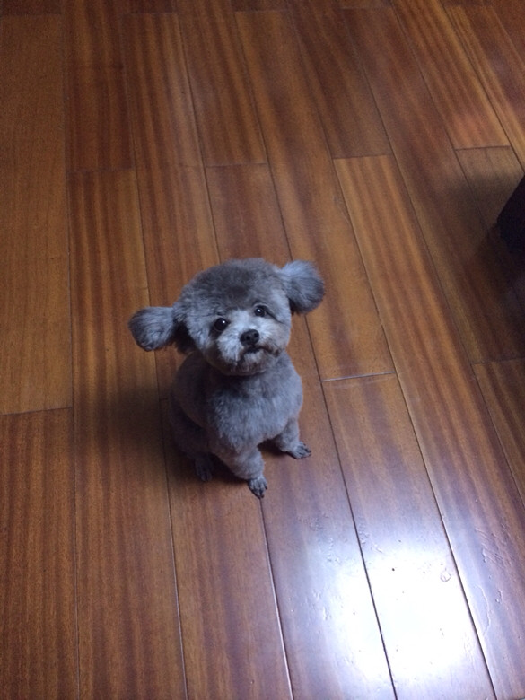 找小体灰贵美眉交配啊-家有宠物-杭州19楼