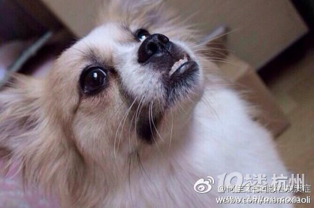 佑圣观路附近丢失一只串串，杂交狗，急!-寻宠启事-家有宠物-杭州19楼