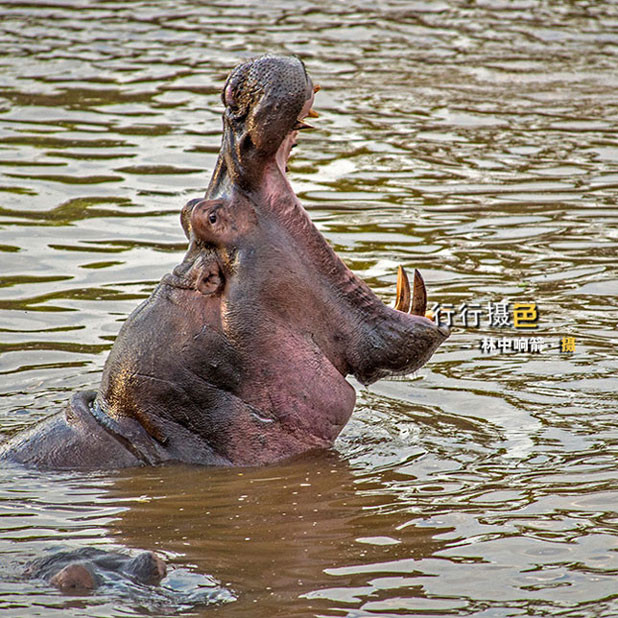 8月肯尼亚动物大迁徙已经开始报名了,先上作品