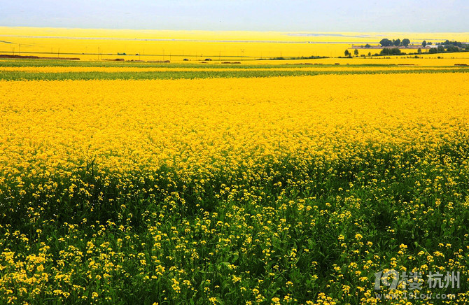 7.8月在这个热情的季节,去西北吧,徜徉在绿色的