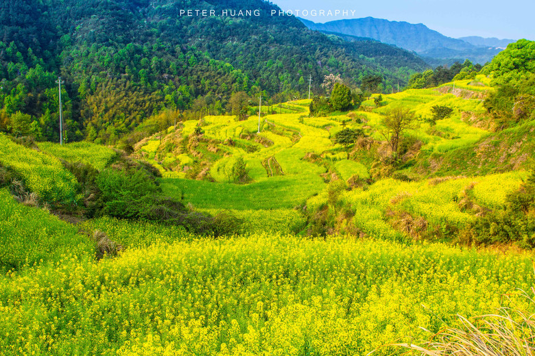 4月梯田油菜花,浦江县民生村,杭州周边的好风