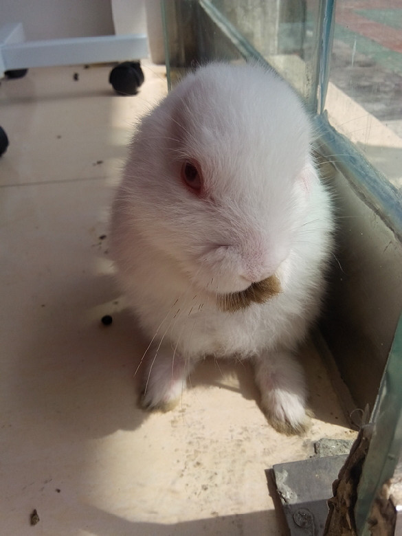 洗耳朵的兔兔-手机随手拍-杭州19楼