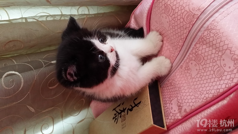 黑白花猫宝贝来咯