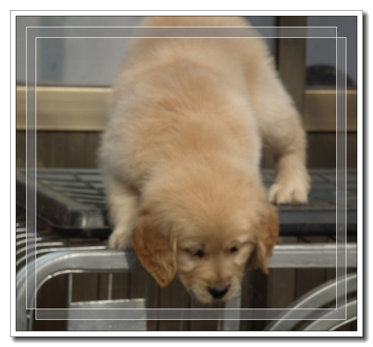 杭州實(shí)照！自家繁殖！寬嘴大頭賽級金毛幼犬！保品質(zhì)健康