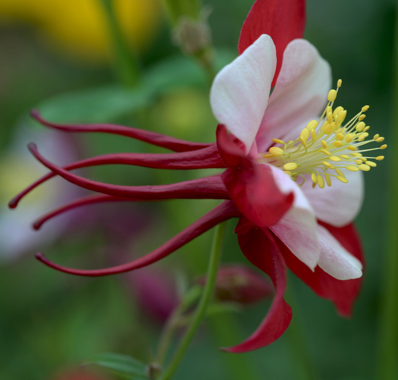 耧斗花-静物-19摄区-杭州19楼