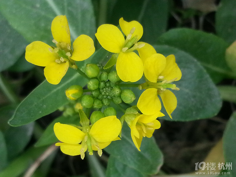 七绝·叹春--新春拾英之青菜萝卜花-各摄各样-