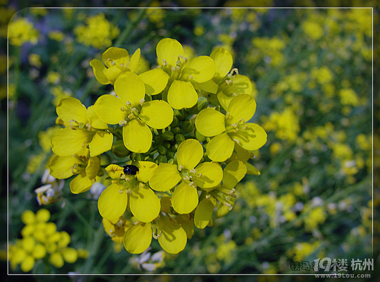 七绝·叹春--新春拾英之青菜萝卜花-各摄各样-