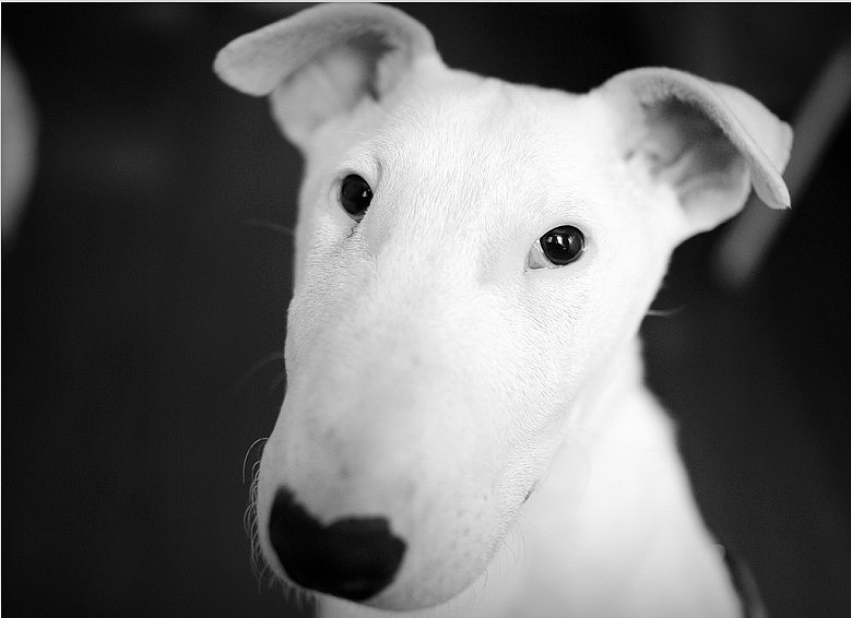 家有贱狗_我是来治猩猩的你~第二季--星爷耳朵进化论-搞笑-养眼搞笑-杭州19楼