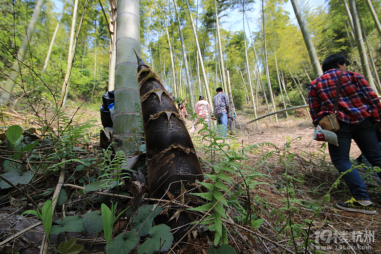 挖毛笋-活动-途胜\/IX35车友会-杭州19楼