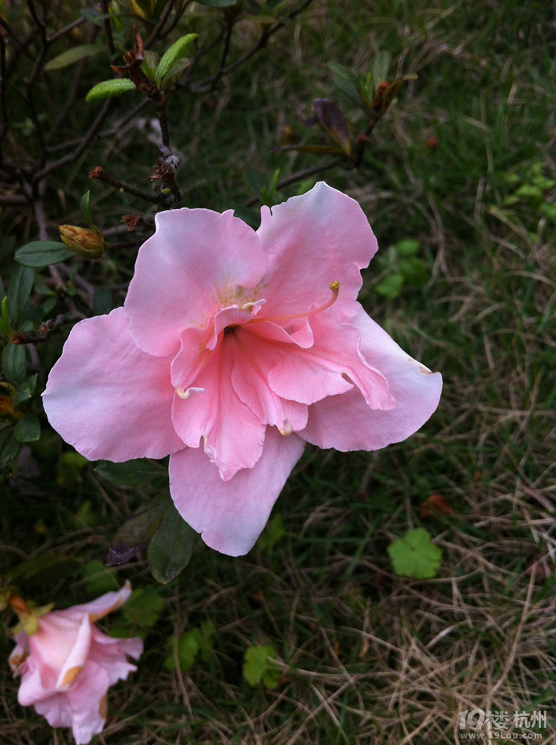 春天里呀百花开,啷里个啷里个啷个里个啷-花鸟