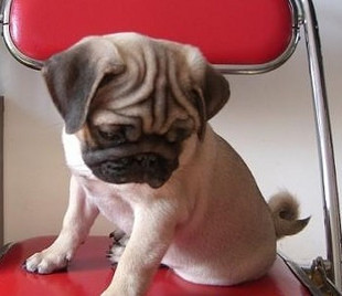 哈希娱乐- 哈希游戏平台- 哈希游戏官方网站昆虫最新资讯-快科技--科技改变未来