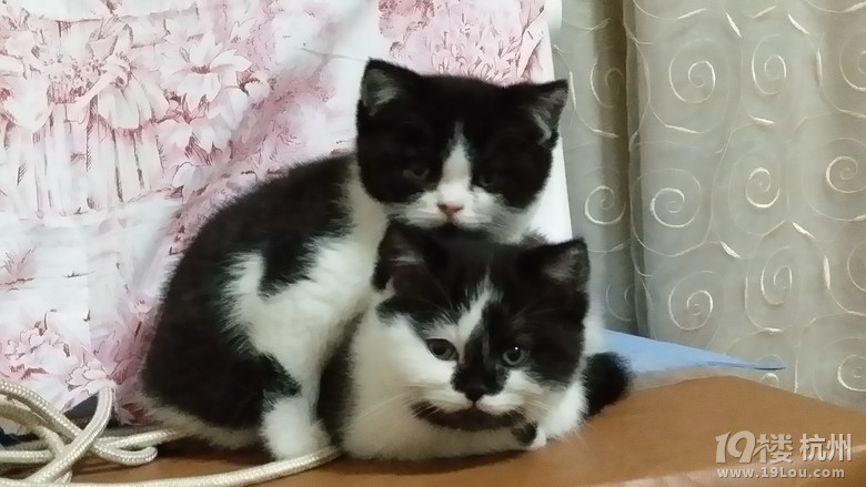 黑白花猫宝贝来咯