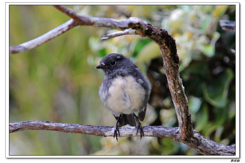 新西兰南岛知更鸟--鸟的天堂阿尔瓦岛(ULVA IS