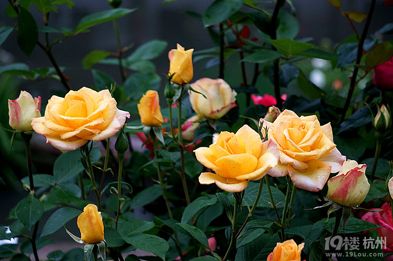 花中之王---月季花-花鸟鱼虫-居家生活-杭州19楼