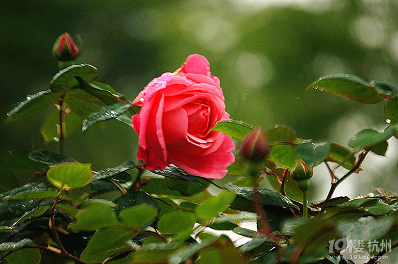 花中之王---月季花-花鸟鱼虫-居家生活-杭州19楼
