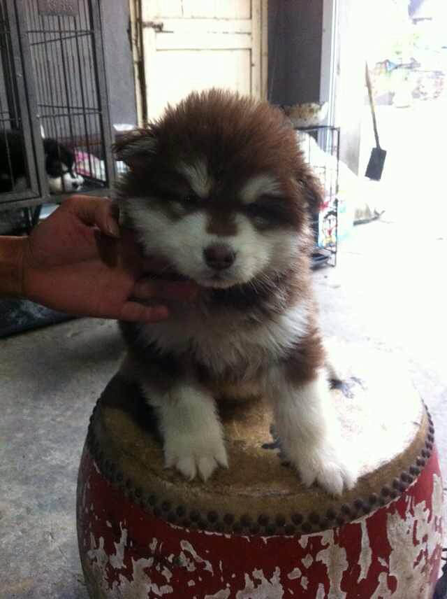 卖阿拉斯加雪橇犬