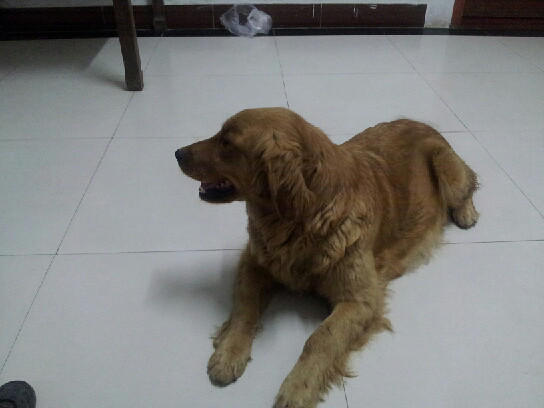 卖狗狗啦!都是纯种家养狗哦