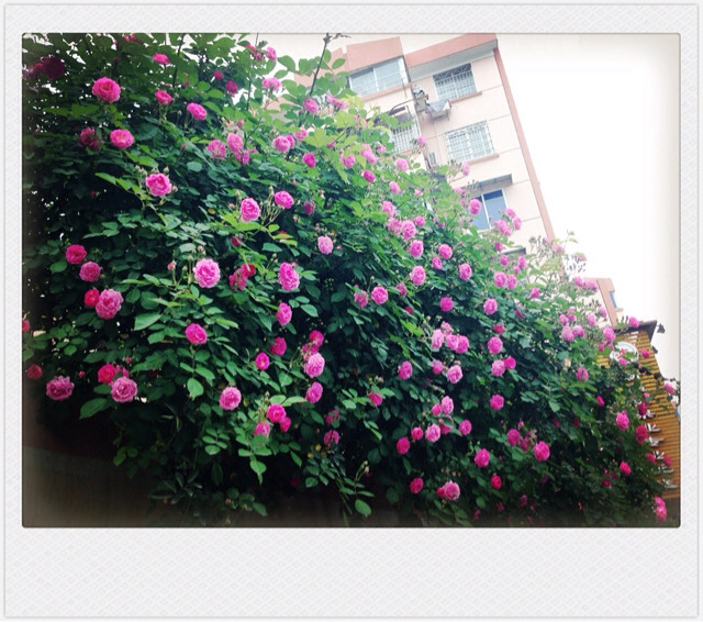 据说蔷薇花的花语是美好的爱情-手机随手拍-杭