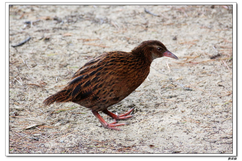 新西兰秧鸡(WEKA)--鸟的天堂阿尔瓦岛之六-其