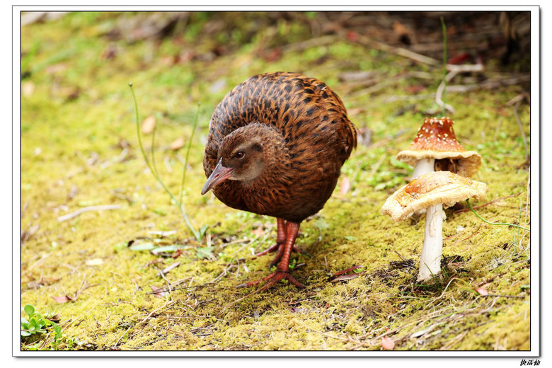 新西兰秧鸡(WEKA)--鸟的天堂阿尔瓦岛之六
