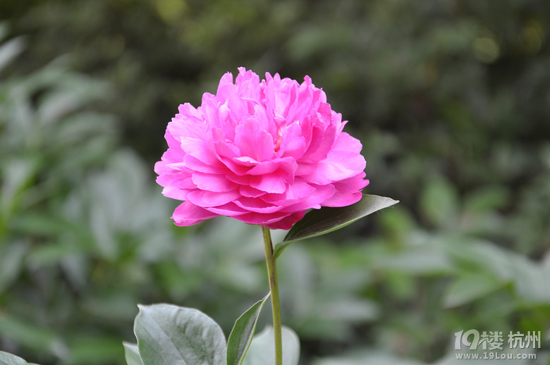 五一放假安排 杭州五一假期旅游推荐 -游记攻略