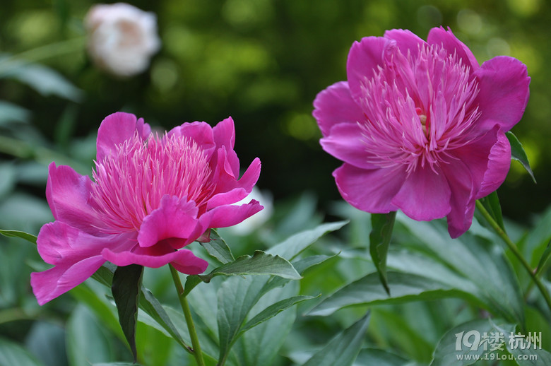 五一放假安排 杭州五一假期旅游推荐 -游记攻略