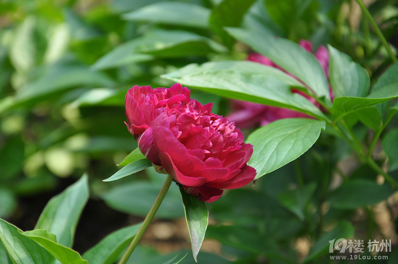 五一放假安排 杭州五一假期旅游推荐 -游记攻略