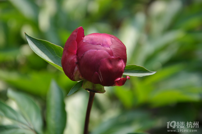 五一放假安排 杭州五一假期旅游推荐 -游记攻略