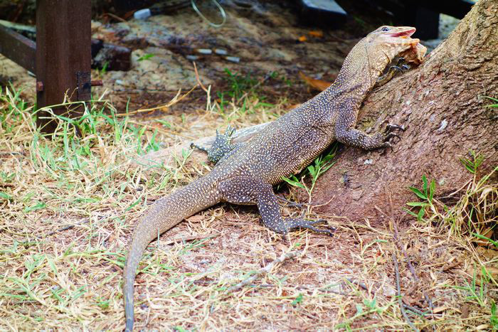 大蜥蜴-其他-19摄区-杭州19楼