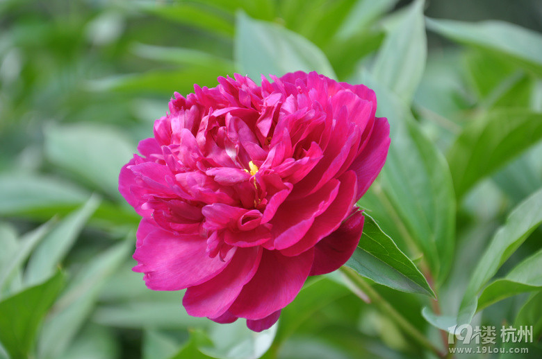 五一放假安排 杭州五一假期旅游推荐 -游记攻略