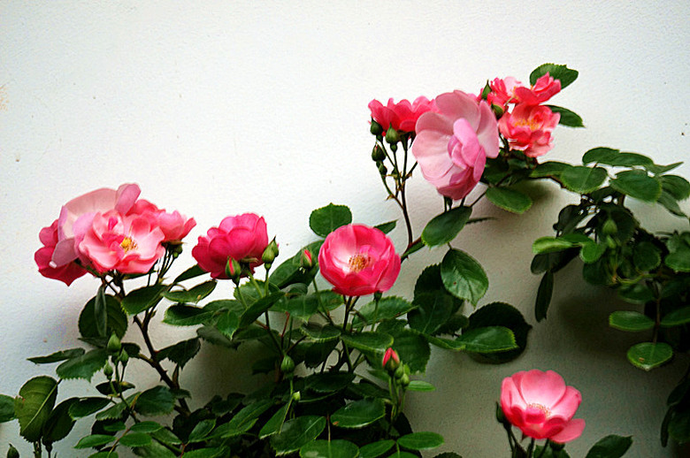 月季花语-边走边拍-边走边拍-杭州19楼