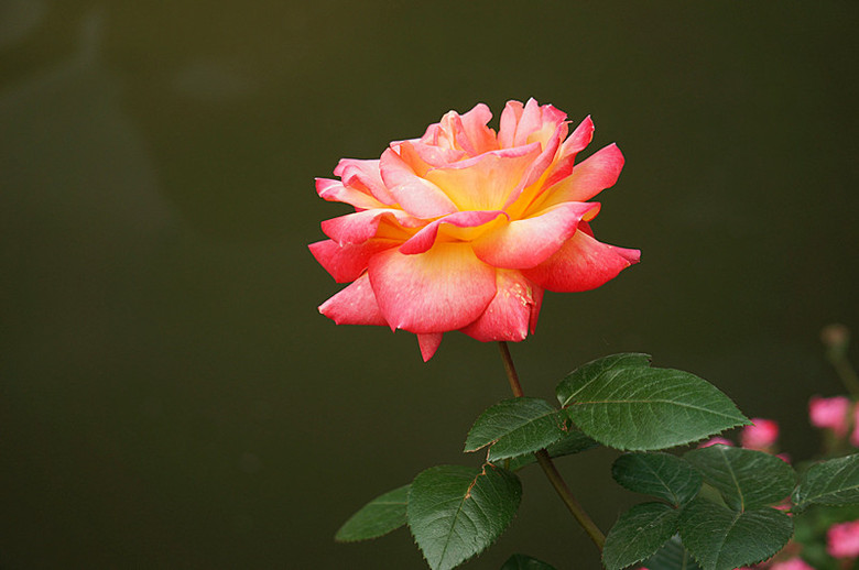 月季花语-边走边拍-边走边拍-杭州19楼