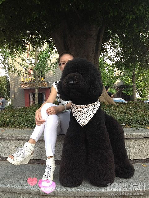 晚上9点我家第一只黑巨贵宝宝出生-爱宠分享-