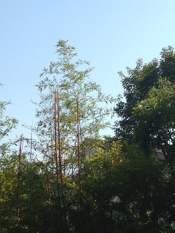 随手拍随<em>拍新竹</em>-<em>手机</em>随手拍-杭州19楼