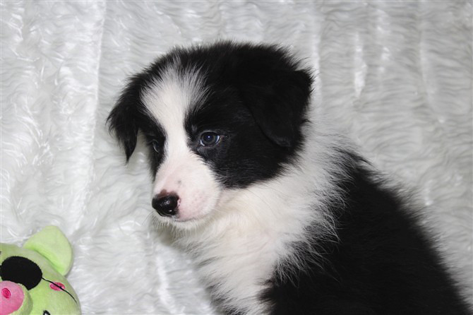 边牧 边牧 边牧幼犬