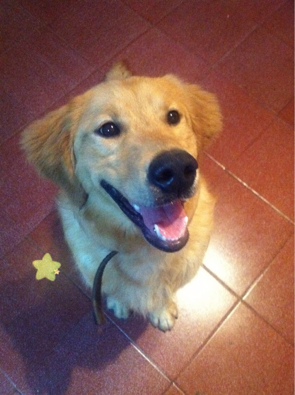 出国进修忍痛转9个月金毛帅哥-宠物相关交易区